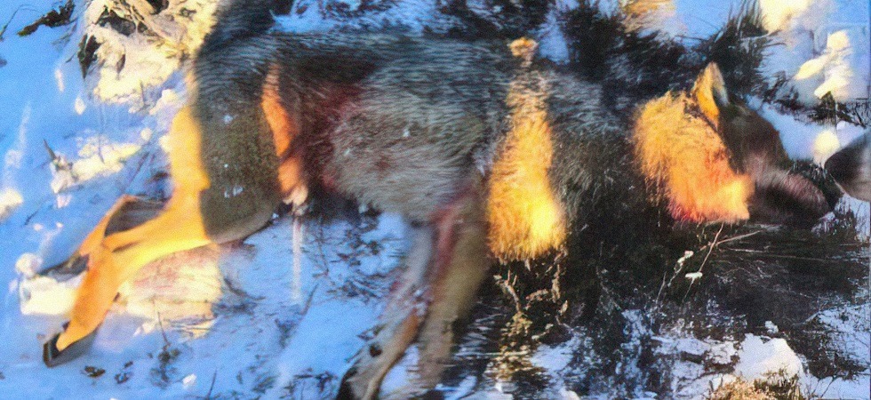 “Oltre 2.000 cacciatori, si spara anche ai cuccioli nati in primavera”